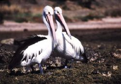 2 Pelicans , Kangaroo Island / South Australia - Kingscot... by Ralf Levc 